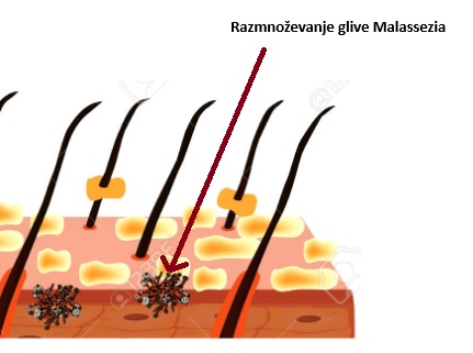 Razmnoževanje glive Malassezia